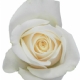 50-ROSVEN